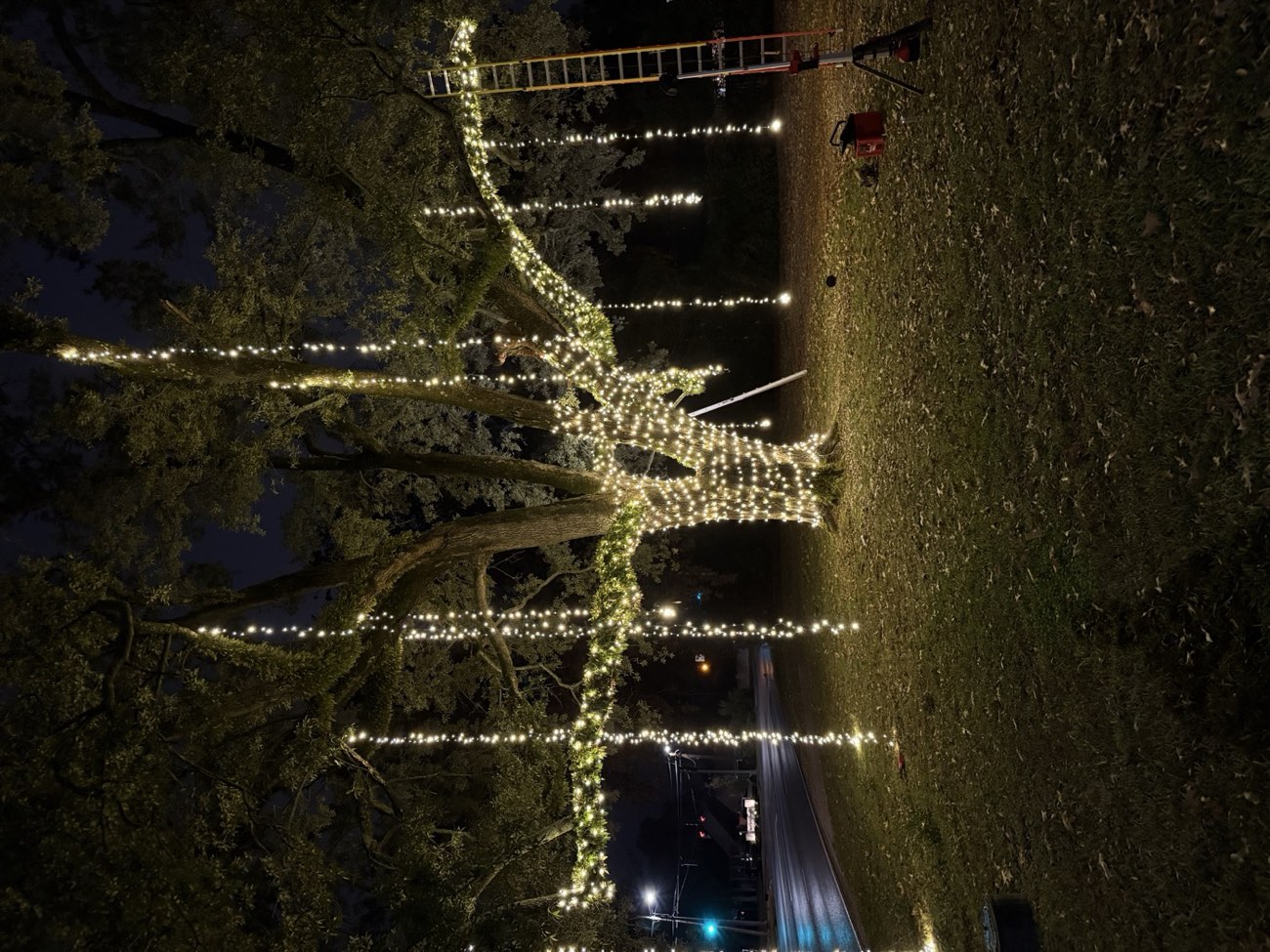 Oak tree with a hand-wrapped trunk, wrapped limbs and cascading light drops