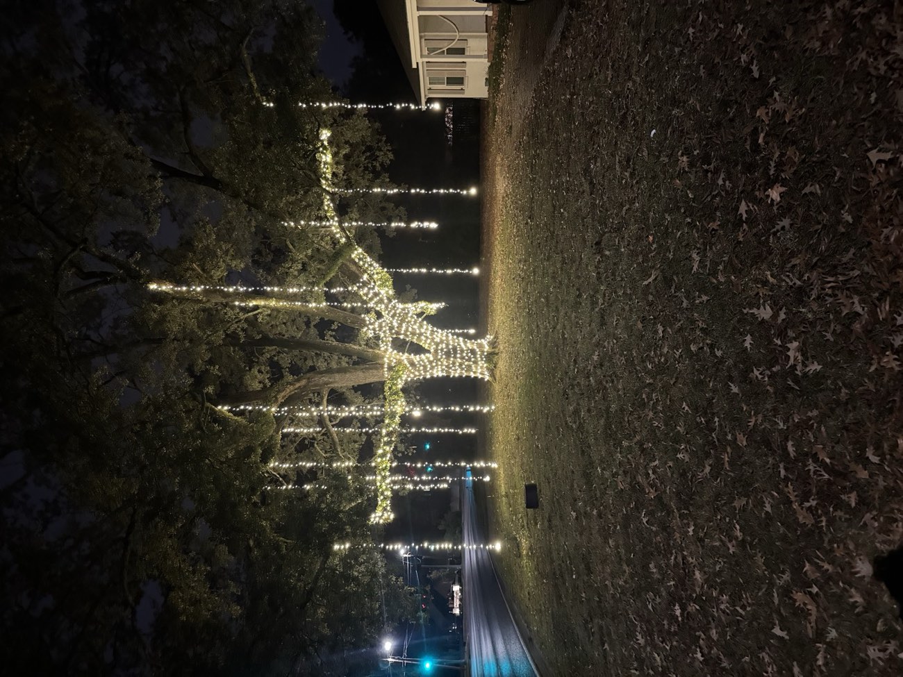 Large oak tree hand-wrapped in lights with cascading light drops